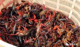 爆料蚌埠龙虾怎么做视频,视频教你轻松学会正宗风味